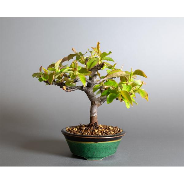 盆栽　カリン盆栽　花梨（かりん・ミニ盆栽 花梨）小品盆栽　小さな盆栽　4364