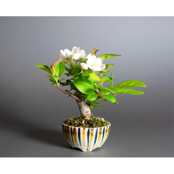 ミニ盆栽　ズミ盆栽（ミヤマカイドウ・みやまかいどう・深山海棠 ミニ盆栽）小さな盆栽　4365