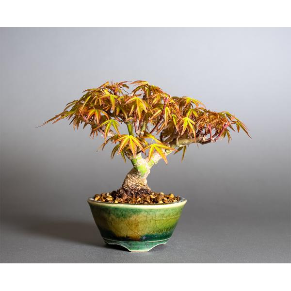 ミニ盆栽　織姫もみじ盆栽（おりひめもみじ・豆盆栽 織姫もみじ）小さな盆栽　4366