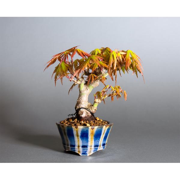 ミニ盆栽 もみじ　イロハモミジ盆栽（いろは紅葉 ミニ盆栽）小さな盆栽　4368