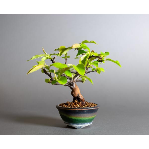 ミニ盆栽　カリン盆栽　花梨（かりん・小さな盆栽 花梨）小盆栽　4374