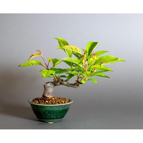 盆栽　ミヤマカイドウ　姫美好（ヒメビコウ・深山海棠 ミニ盆栽）小品盆栽　4377