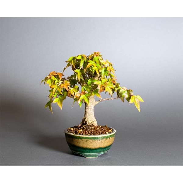 盆栽　トウカエデ盆栽（とうかえで・唐楓 ミニ盆栽）小品盆栽　4378