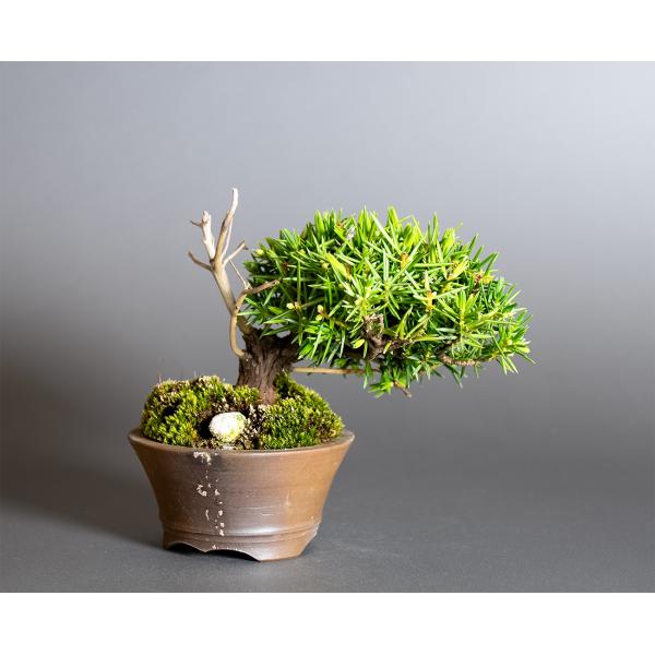 ミニ盆栽　トショウ盆栽　杜松（としょう・小盆栽 杜松）小さな盆栽　4380