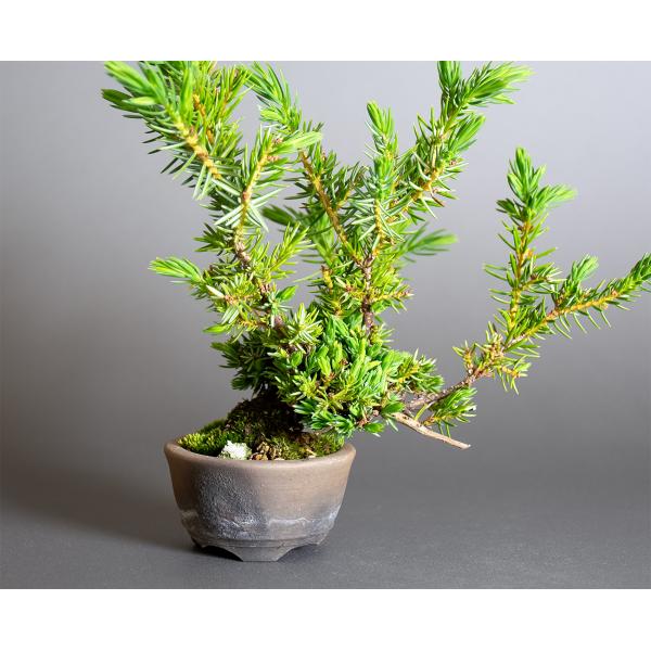 プチ盆栽　トショウ盆栽　杜松（としょう・ミニ盆栽 杜松）小さな盆栽　4384