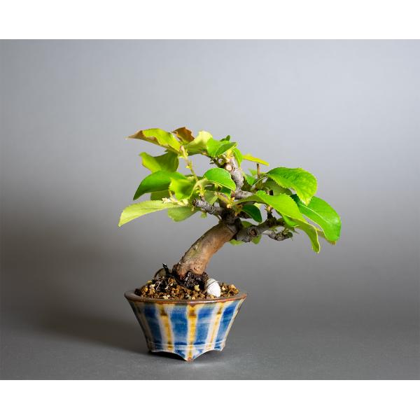ミニ盆栽　カリン盆栽　花梨（かりん・小さな盆栽 花梨）小盆栽　4385