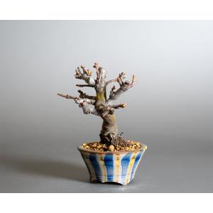 ミニ盆栽 カリン盆栽 花梨(かりん・小さな盆栽...の詳細画像2