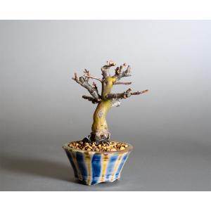 ミニ盆栽 カリン盆栽 花梨(かりん・小さな盆栽...の詳細画像3