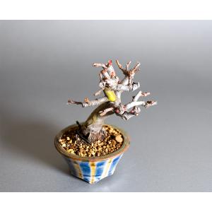 ミニ盆栽 カリン盆栽 花梨(かりん・小さな盆栽...の詳細画像4