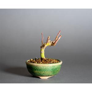 プチ盆栽　織姫もみじ盆栽（オリヒメモミジ紅葉 プチ盆栽）小さな盆栽　4397