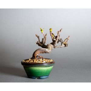 豆盆栽 カリン盆栽 花梨(かりん・花梨 ミニ盆...の詳細画像1