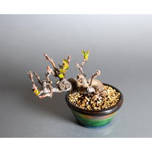 豆盆栽 カリン盆栽 花梨(かりん・花梨 ミニ盆...の詳細画像4