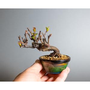 豆盆栽 カリン盆栽 花梨(かりん・花梨 ミニ盆...の詳細画像5