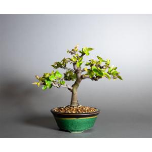 盆栽　カリン盆栽　花梨（かりん・ミニ盆栽 花梨）小品盆栽　小さな盆栽　4403