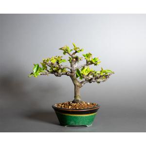 盆栽 カリン盆栽 花梨(かりん・ミニ盆栽 花梨...の詳細画像1