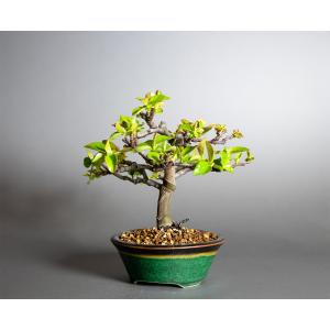 盆栽 カリン盆栽 花梨(かりん・ミニ盆栽 花梨...の詳細画像2