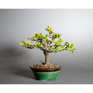 盆栽 カリン盆栽 花梨(かりん・ミニ盆栽 花梨...の詳細画像3
