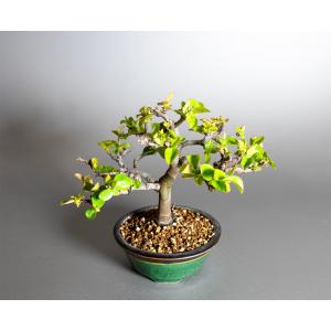 盆栽 カリン盆栽 花梨(かりん・ミニ盆栽 花梨...の詳細画像4