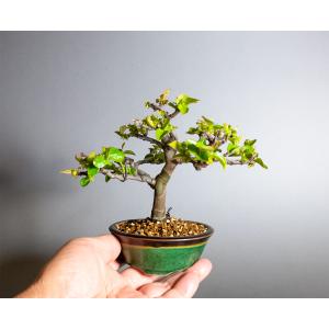 盆栽 カリン盆栽 花梨(かりん・ミニ盆栽 花梨...の詳細画像5