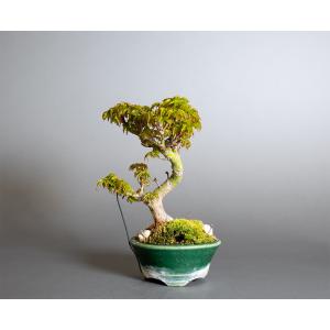 盆栽 ヤマモミジ盆栽 紅葉（やまもみじ・山紅葉 ミニ盆栽）小品盆栽