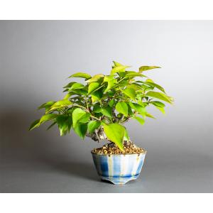 ミニ盆栽　マンシュウコナシ盆栽（満州小梨・まんしゅうこなし 満州小梨 豆盆栽）小さな盆栽　4428