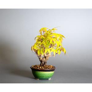 盆栽 イロハモミジ盆栽 紅葉(いろは紅葉 ミニ...の詳細画像1