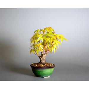 盆栽 イロハモミジ盆栽 紅葉(いろは紅葉 ミニ...の詳細画像2