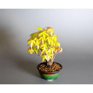 盆栽 イロハモミジ盆栽 紅葉(いろは紅葉 ミニ...の詳細画像4