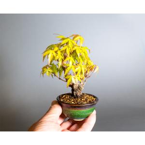 盆栽 イロハモミジ盆栽 紅葉(いろは紅葉 ミニ...の詳細画像5