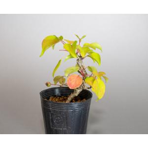 盆栽用苗　盆栽素材　マメナシ盆栽　ミニ盆栽素材（まめなし・盆栽