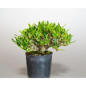 盆栽用苗　盆栽素材　クチナシ盆栽　ミニ盆栽素材（くちなし・盆栽