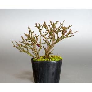 盆栽用苗　盆栽素材　コマユミ盆栽　ミニ盆栽素材（こまゆみ・盆栽