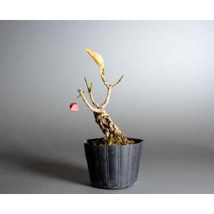 盆栽素材 盆栽素材 錦性マユミ盆栽 真弓(まゆ...の詳細画像2