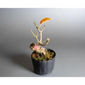 盆栽素材 盆栽素材 錦性マユミ盆栽 真弓(まゆ...の詳細画像5