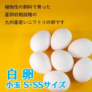 卵 たまご 白卵 小玉SSサイズ 216個(約...の詳細画像1