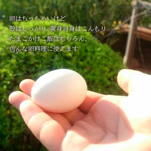 卵 たまご 白卵 小玉SSサイズ 216個(約...の詳細画像2