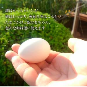 卵 たまご けいちゃんたまご 白卵 Sサイズ ...の詳細画像2