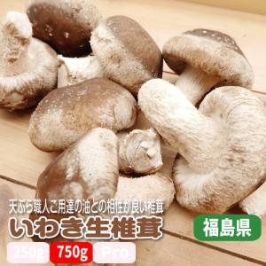 いわきの肉厚生椎茸 ２５０ｇ程度ｘ３パックセット 天ぷらや焼き物に最適 福島県産｜e-farmers