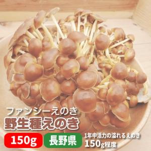 食欲の秋に活力溢れるファンシーなえのき　野生種えのき