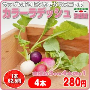 カラーラディッシュ ４本 彩りサラダに ミニ野菜 二十日大根