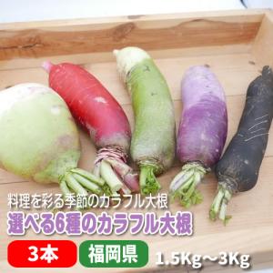 九州カラフル大根 紅くるり・紅しぐれ・青長・黒長大根