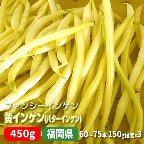 黄インゲン（バターインゲン） １５０ｇｘ３パック ６０〜７５本 茹でても黄色い丸サヤ 福岡県産