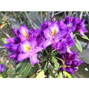 【大特価！】シャクナゲ　アメジスト　さし木5年生6号　高さ50cm内外　1本（当店販売価格5,000円のところ、1,500円にて）