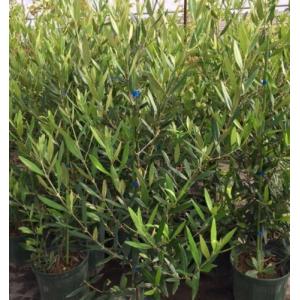 オリーブ シンボルツリー 3mの商品一覧 通販 Yahoo ショッピング