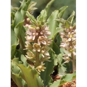 ユーコミス 球根の商品一覧 通販 Yahoo ショッピング