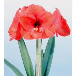 アマリリス ポットの商品一覧 通販 Yahoo ショッピング