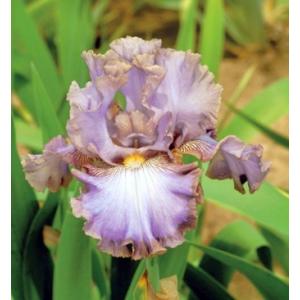 ジャーマンアイリス 白 花 ガーデニング の商品一覧 通販 Yahoo ショッピング