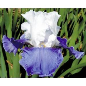 ジャーマンアイリス 白 花 ガーデニング の商品一覧 通販 Yahoo ショッピング