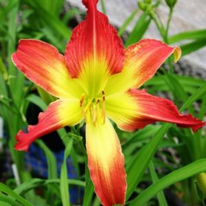 花 キスゲの仲間 花 キスゲの仲間
