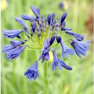 アガパンサスの花 苗の商品一覧 通販 Yahoo ショッピング